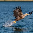 Seeadler beim Fischfang