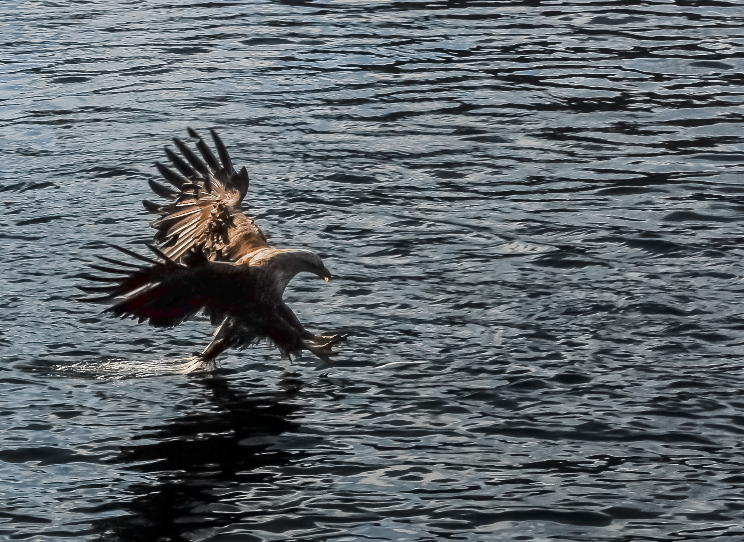 Seeadler beim Fischfang