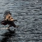 Seeadler beim Fischfang