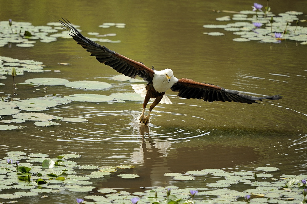 Seeadler beim Fischfang