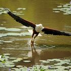 Seeadler beim Fischfang