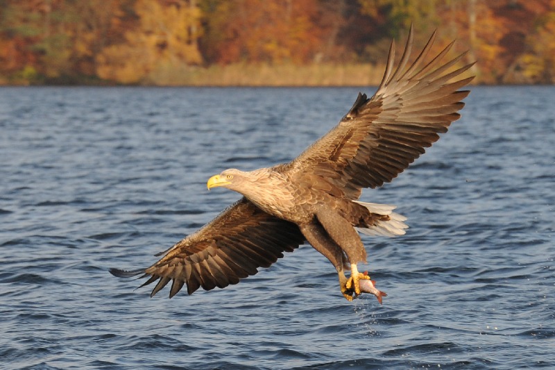 Seeadler beim Fischfang in Mecklenburg Vorpommern