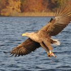 Seeadler beim Fischfang in Mecklenburg Vorpommern