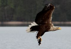 Seeadler beim Flug zu seinem Horst