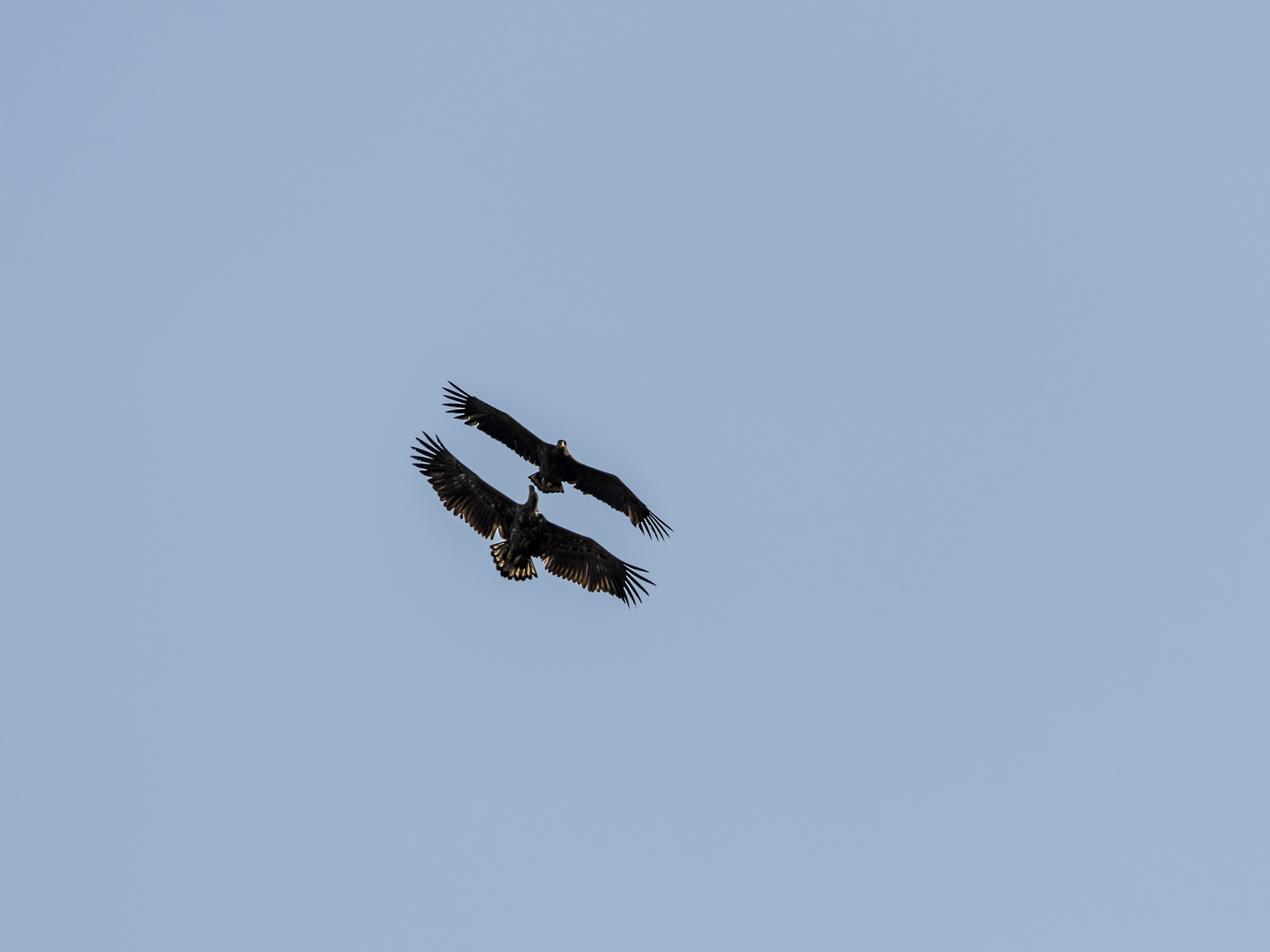 Seeadler beim Frühlingsausflug