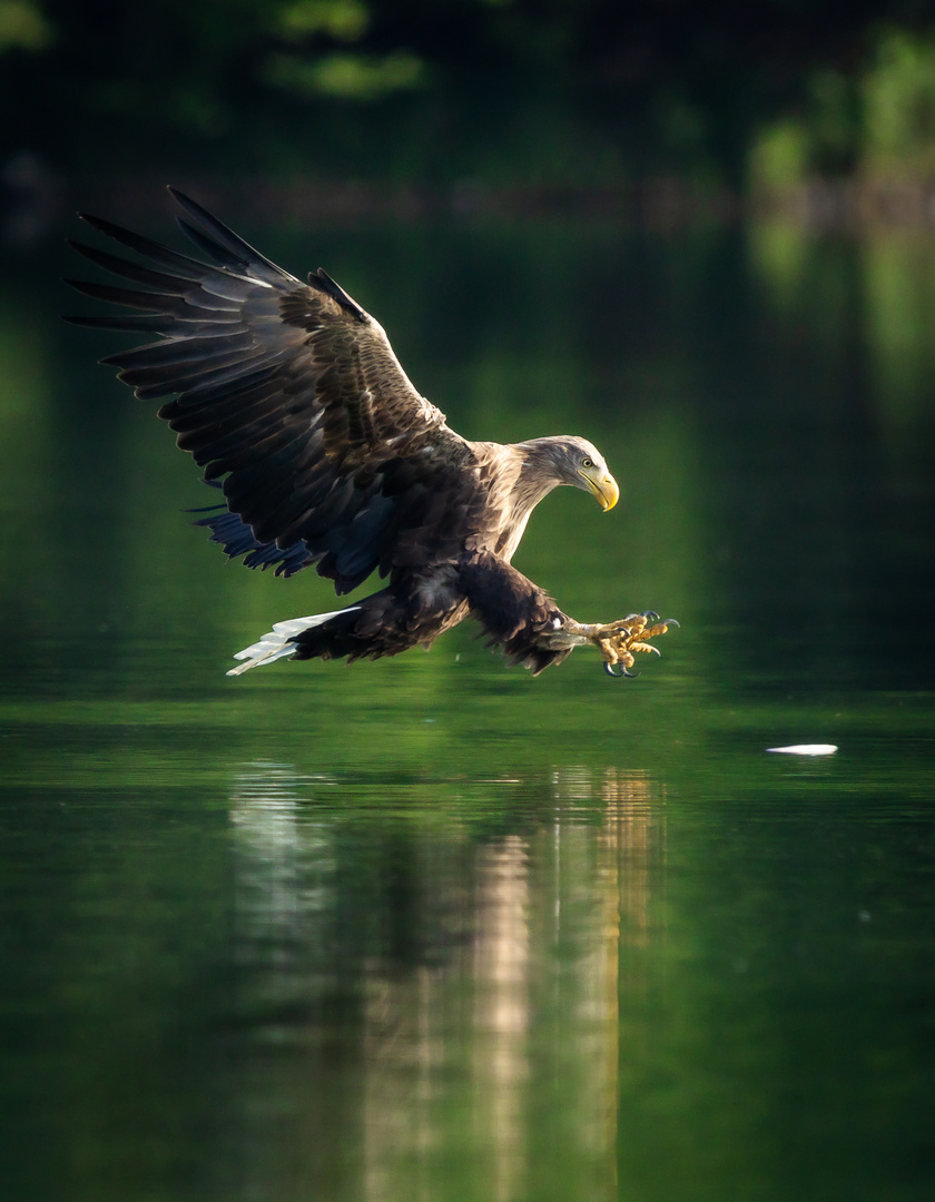 Seeadler beim Frühstück