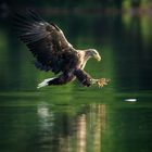 Seeadler beim Frühstück