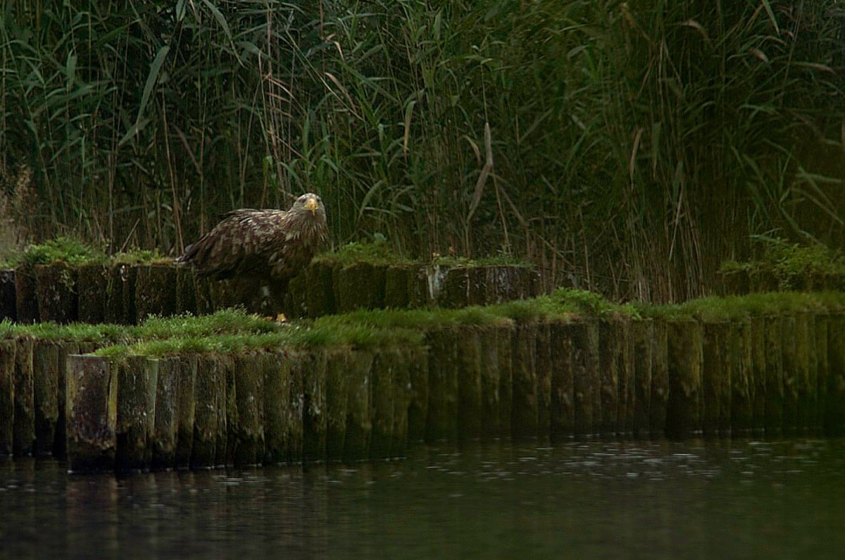 Seeadler beim Frühstück