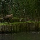 Seeadler beim Frühstück