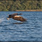 Seeadler beim greifen