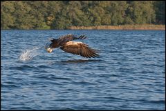 Seeadler beim greifen