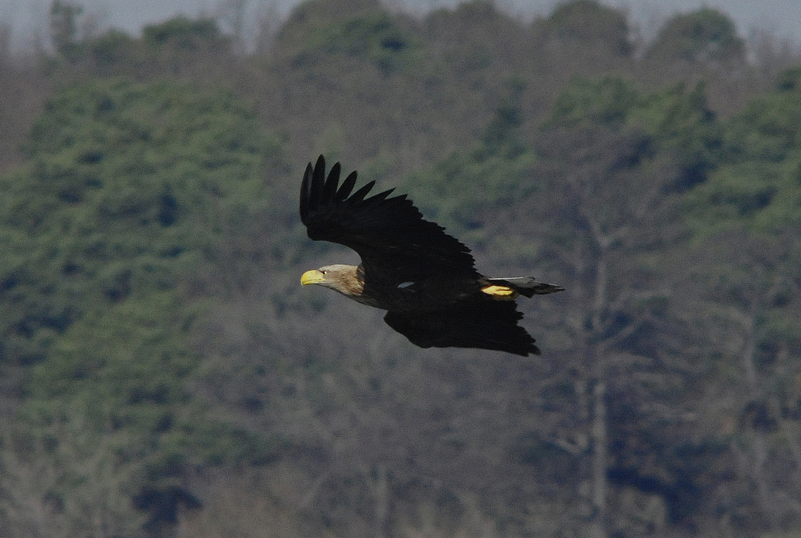 Seeadler beim Jagdflug