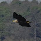 Seeadler beim Jagdflug