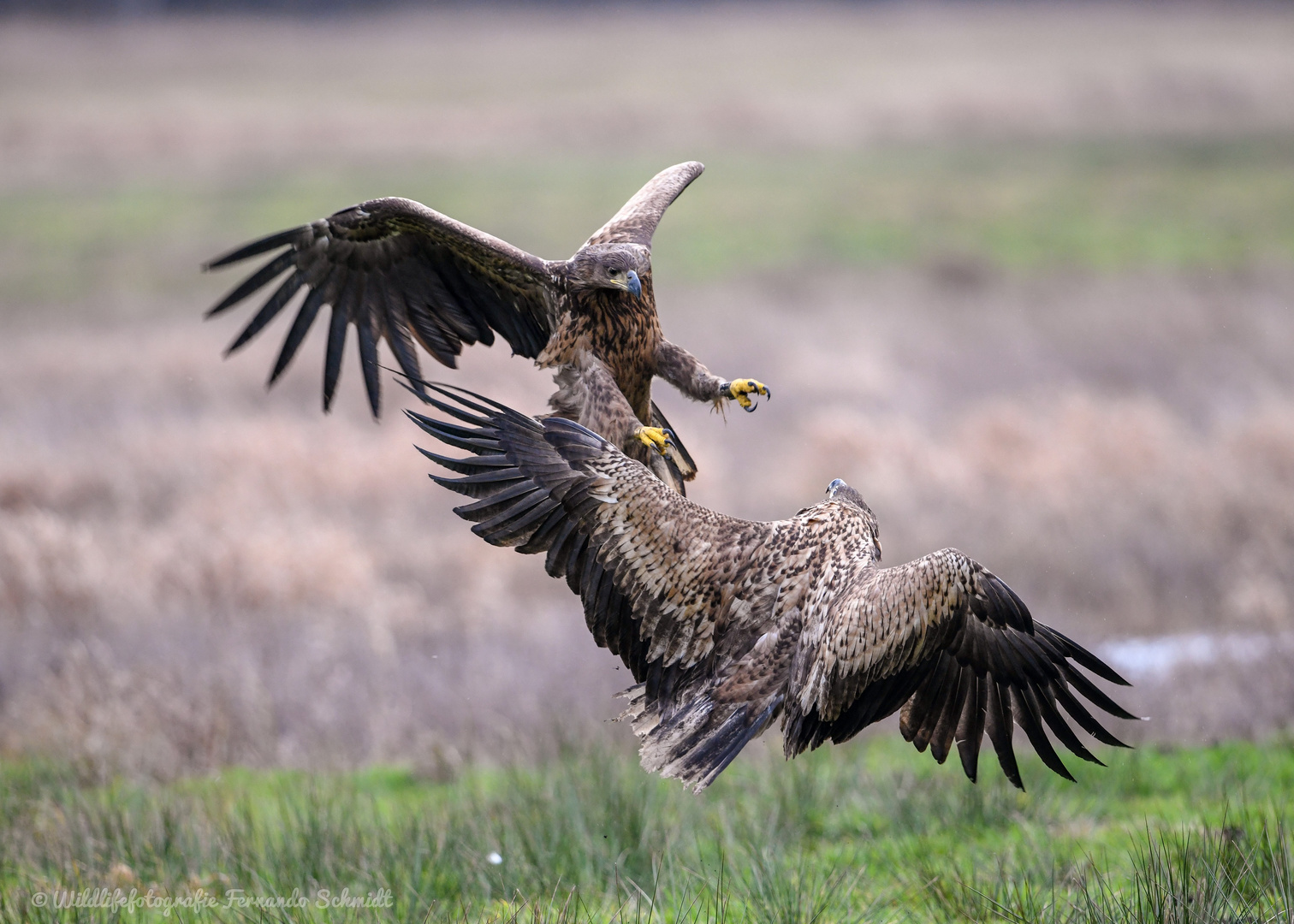 Seeadler beim Kampf