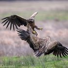 Seeadler beim Kampf