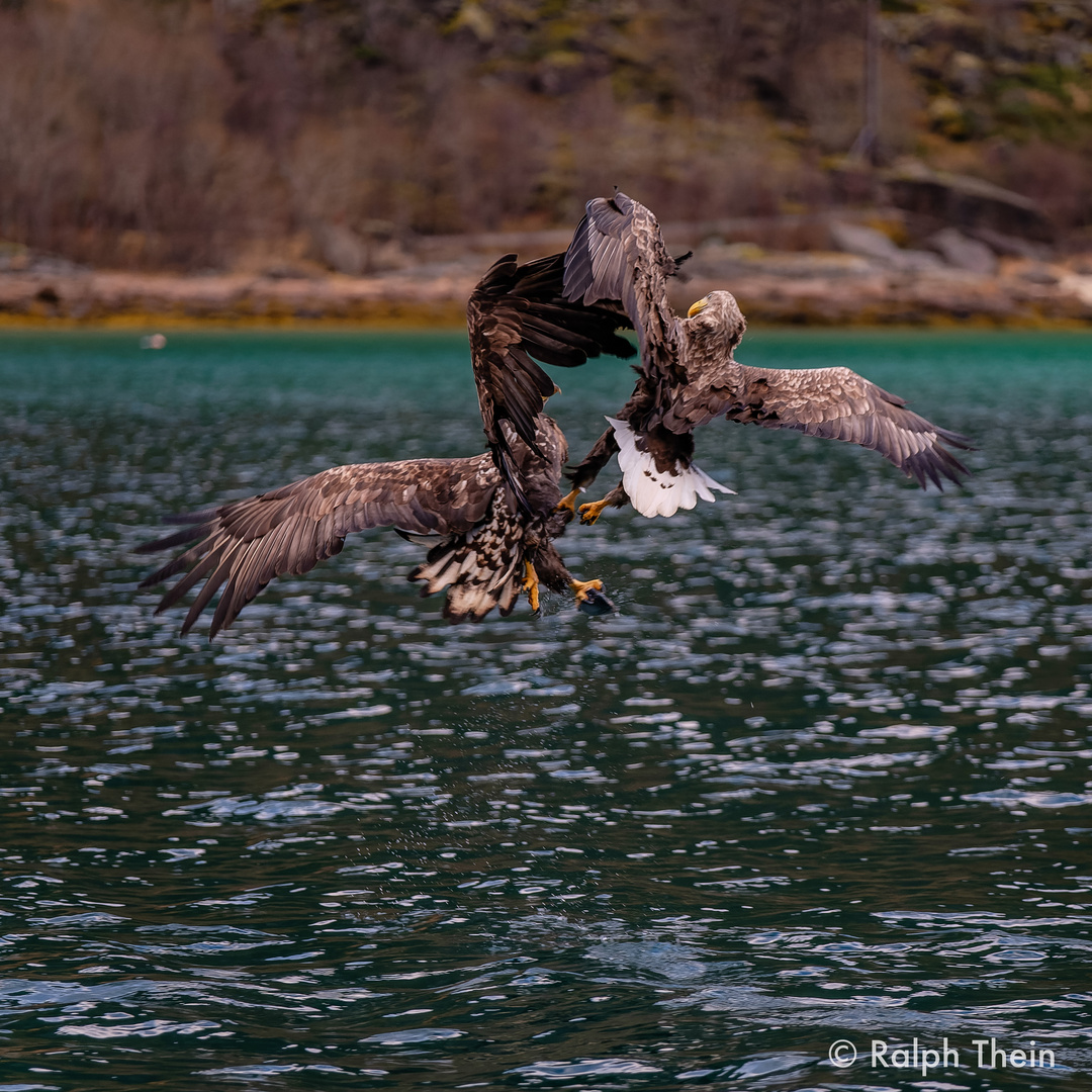 Seeadler beim Kampf um die Beute