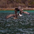 Seeadler beim Kampf um die Beute