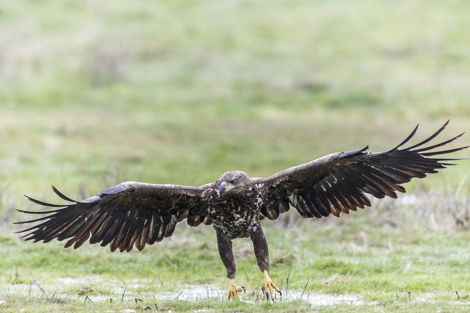 Seeadler beim Luderplatz