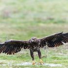 Seeadler beim Luderplatz