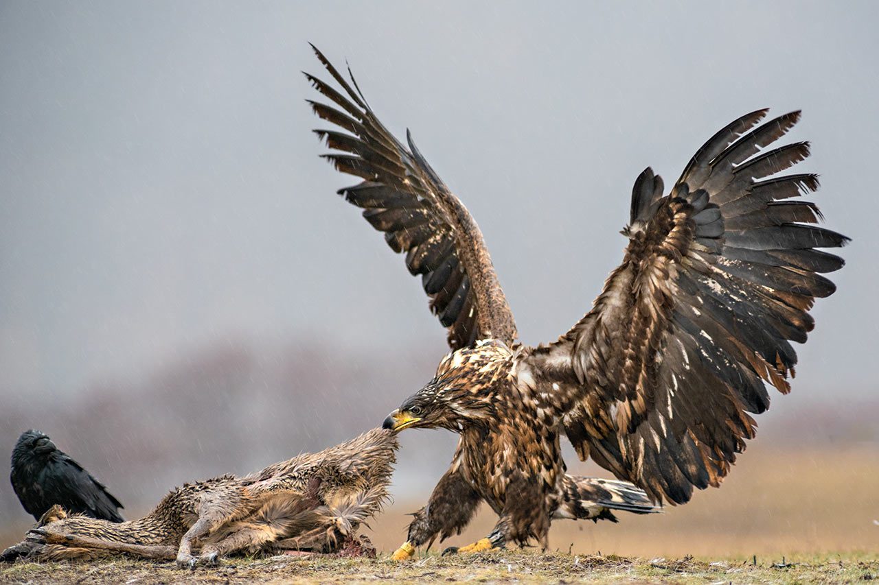 Seeadler beim reißen