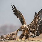 Seeadler beim reißen