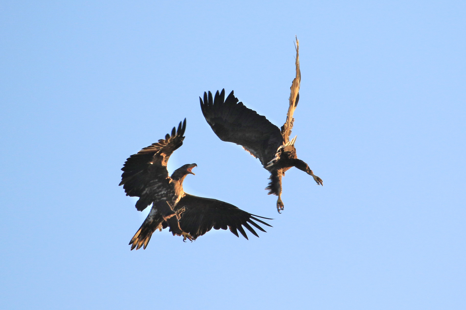 Seeadler beim Revierkampf