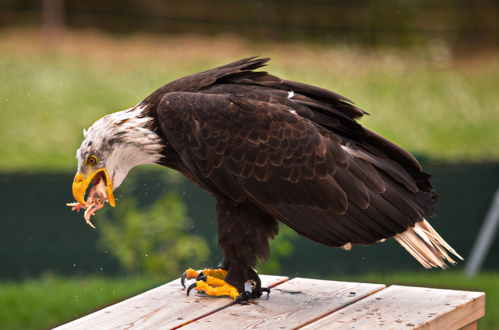 Seeadler beim verspeisen seiner Belohnung (Greifvogelpark Umhausen)