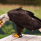 Seeadler beim verspeisen seiner Belohnung (Greifvogelpark Umhausen)