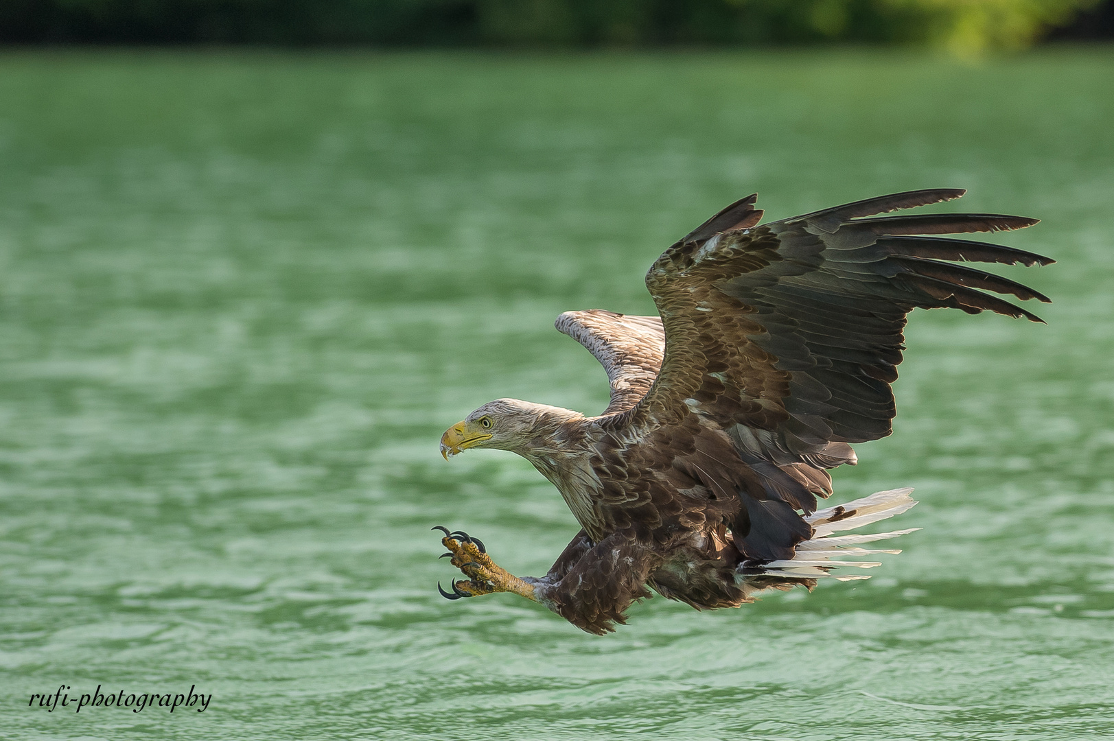 Seeadler beim Zugriff -2-