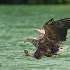 Seeadler beim Zugriff -2-