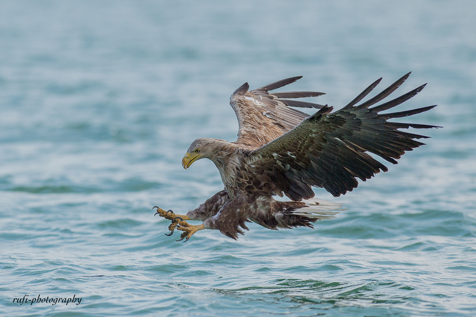 Seeadler beim Zugriff