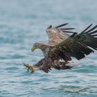 Seeadler beim Zugriff