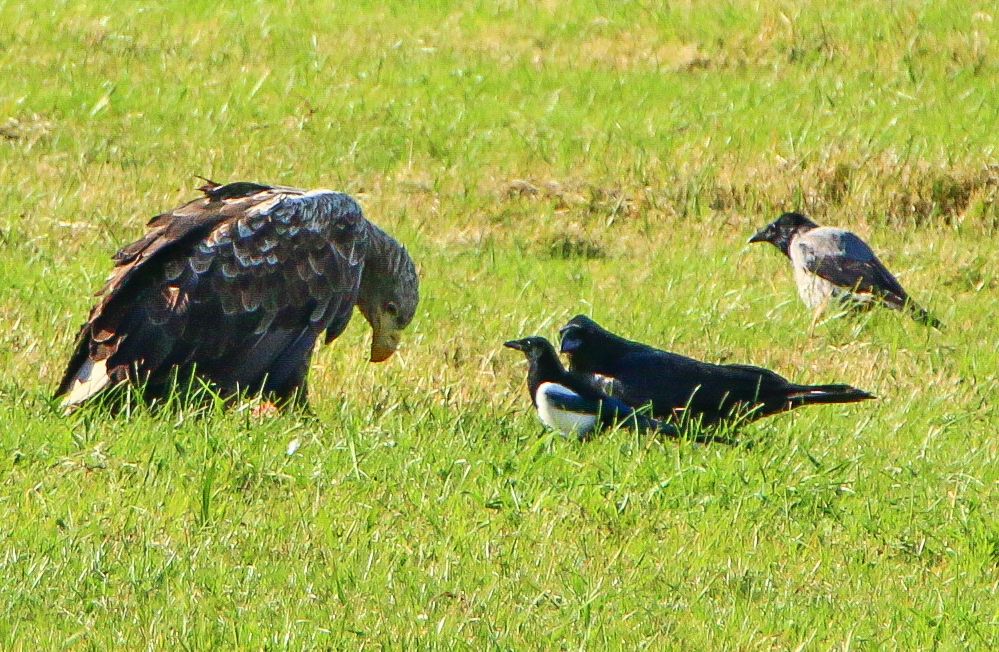 Seeadler - Belagerung