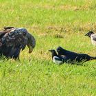 Seeadler - Belagerung