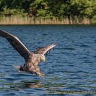 Seeadler bem Beute greifen I