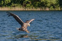 Seeadler bem Beute greifen I