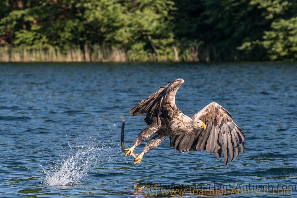 Seeadler bem Beute greifen II