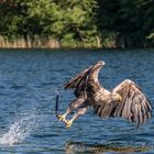 Seeadler bem Beute greifen II