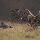 Seeadler Beobachtung 