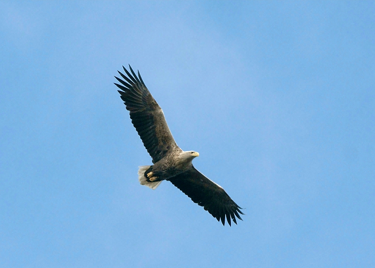 Seeadler