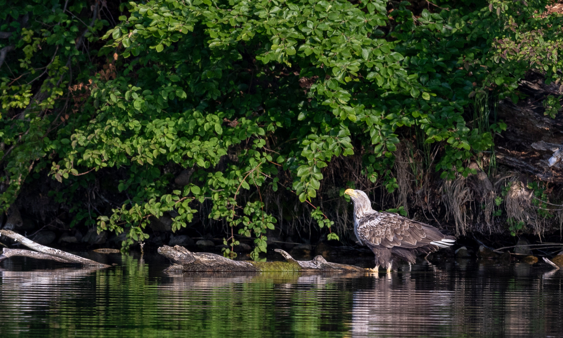 Seeadler