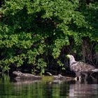 Seeadler