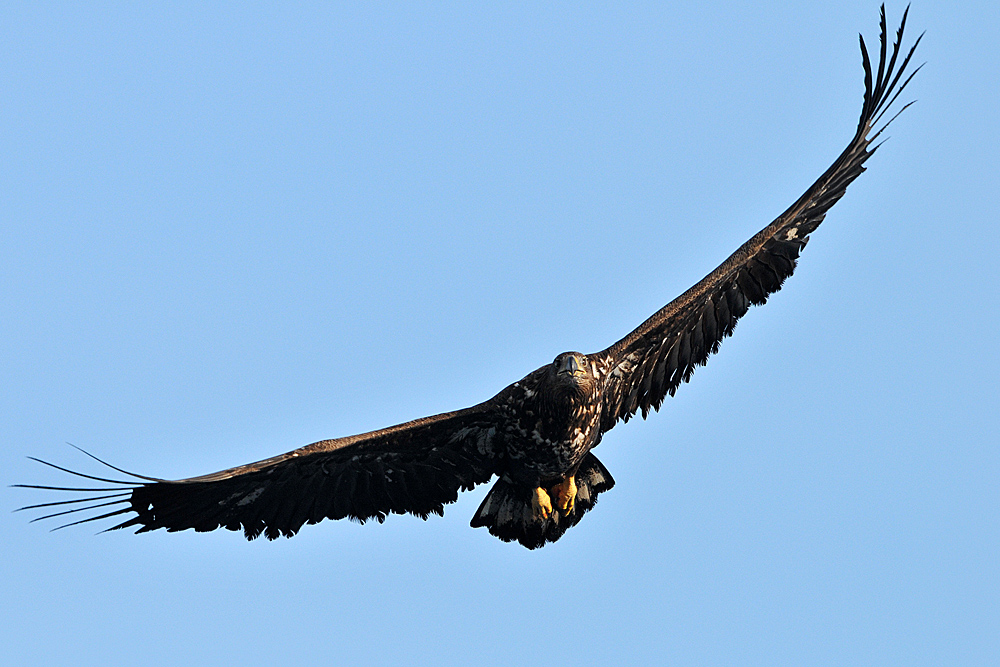 Seeadler - Bildausschnitt - Füller