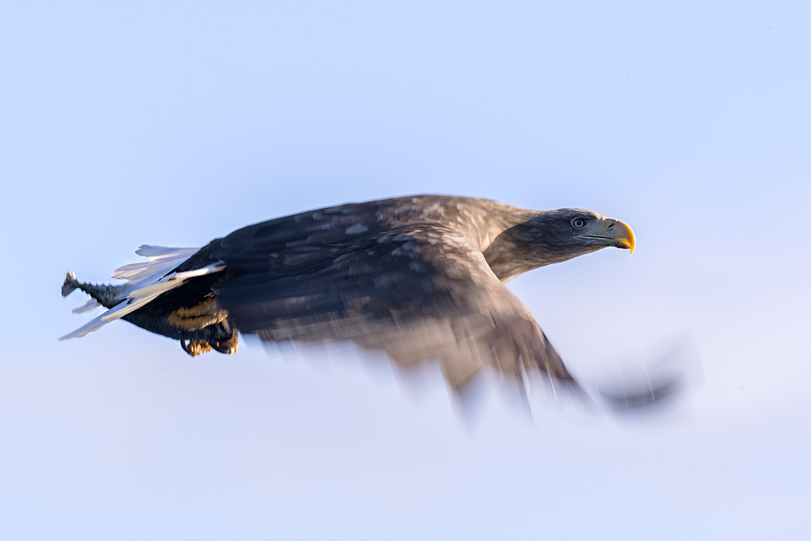 Seeadler - Bilder im Spiel mit der kreativen Unschärfe...