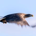 Seeadler - Bilder im Spiel mit der kreativen Unschärfe...