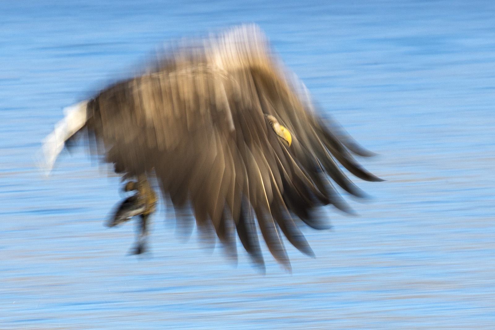 Seeadler - Bilder im Spiel mit der kreativen Unschärfe...