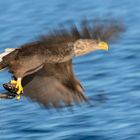 Seeadler - Bilder im Spiel mit der kreativen Unschärfe...