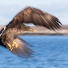 Seeadler - Bilder im Spiel mit der kreativen Unschärfe...