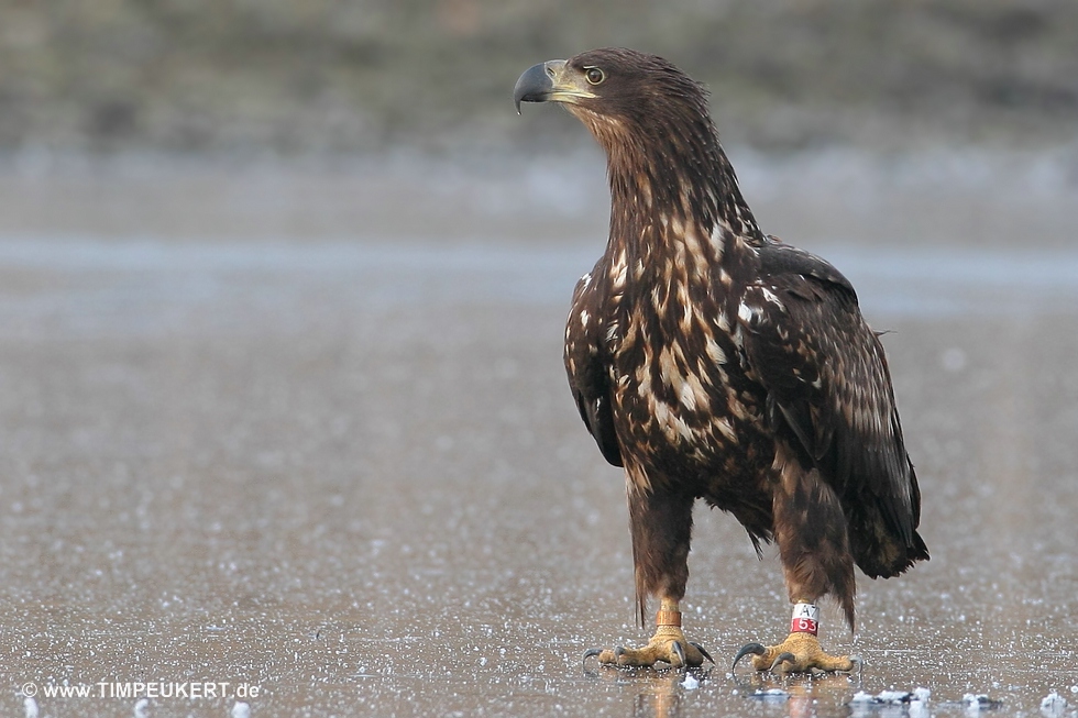 Seeadler Bj 2008