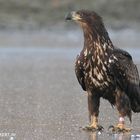 Seeadler Bj 2008